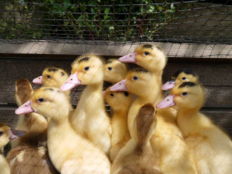 Élevage de canards à Pau (64) et Tarbes