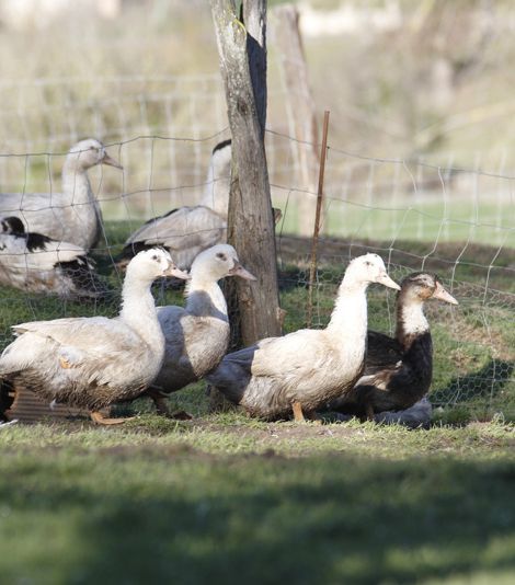 Canards entiers sans foie